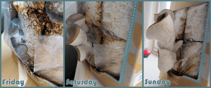 bttr-progression_8688783479_o