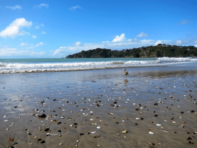 NZ: Waiheke
