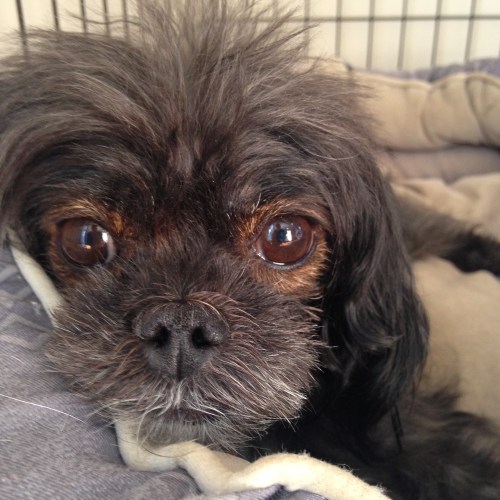 Luna lying in her cousin's bed
