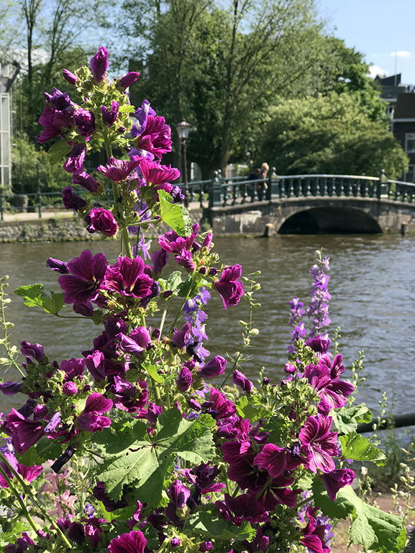 Amsterdam flowers and bridge