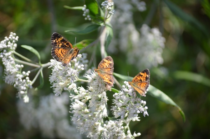 Pearl crescents on boneset. Photo by Nancy Lawson.