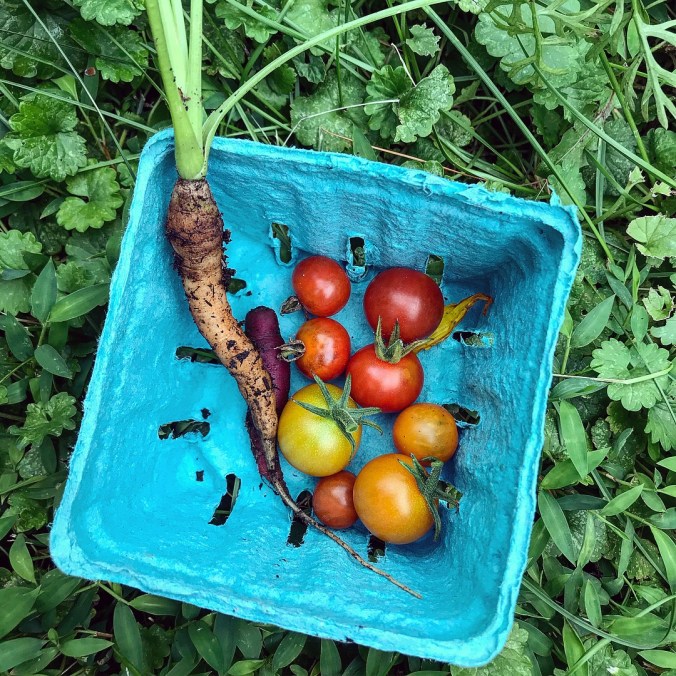 Cherry tomatoes from the garden in a blue basket