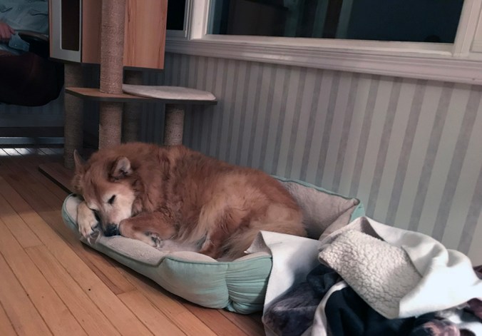 Old girl Foxie snoozes alone.