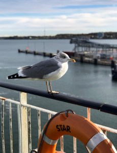 Seagull on the ferry from Tallinn to Helsinki