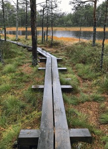Lahemaa National Park bog, Estonia
