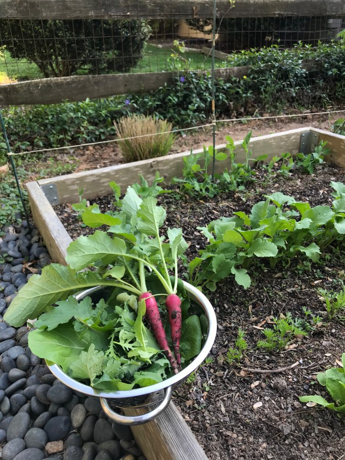 The end of a raised garden bed, with a few green plants poking up. On the side of the wooden bed is a stainless steel colander; inside are freshly picked lettuce leaves and two bright pink radishes.